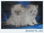 Персидские котята