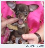 Русский той терьер-щенки мини и стандарт