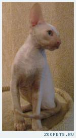 Корниш-рекс котята