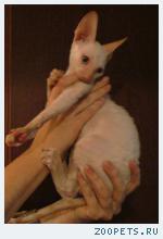 корниш-рекс котята