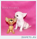 Чихуахуа -  маленькая   принцесса!     