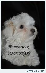Купить щенка мальтезе, мальтийской болонки мини и стандарт