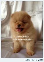 Шпиц миниатюрный немецкий (померанский)  щенки