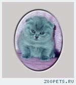 шотладская вислоухая кошечка 