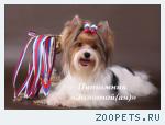Бивер Йорк, Бивер, Биверы  щенки купить