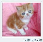 Котята - ЭКЗОТЫ