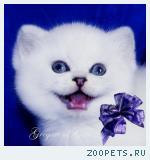Британские серебристые шиншиллы - плюшевые синеглазки
