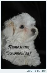 Мальтезе, мальтийская болонка щенки мини и стандарт 