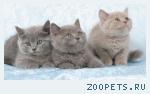 Британские котята лилового и черного окраса