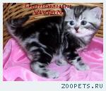 Британские котята мраморного окраса из питомника VIVIAN.