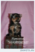 Йоркширский терьер кукольные щенки мини и стандарт