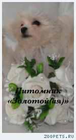 Купить щенка мальтезе, мальтийской болонки мини и стандарт