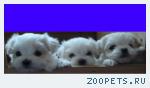 щенки мальтез