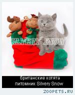 Голубые британские котята - как подарок на Новый Год.
