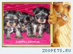 Йоркширский терьер (Йорк) щенки!