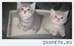 Британские   котята