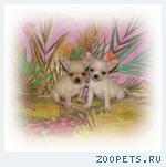 Чихуахуа-микро мальчик
