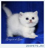 Британская шиншилла кошечка синеглазка