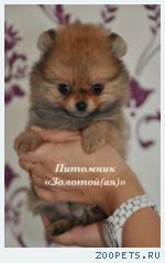 Шпиц миниатюрный немецкий (померанский)  щенки купить