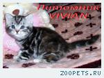 Британские котята мраморные черепашки из питомника VIVIAN.