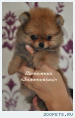 Шпиц миниатюрный немецкий (померанский)  щенки