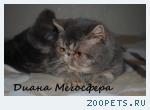 Экзотическая кошечка