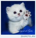 Британские котята серебристые шиншиллы шоу-класс