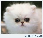 Персидская серебристая шиншилла
