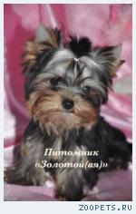 Йоркширский терьер  мини беби-фейс для Вас купить