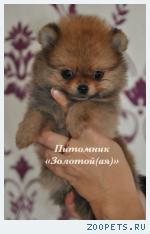 Купить щенка померанского миниатюрного шпица