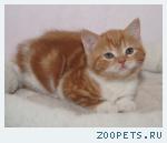 Красный мрамор скоттиш-фолд и страйт котята