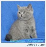 Британские плюшевые котята
