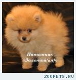 Шпиц миниатюрный немецкий (померанский)  щенки купить