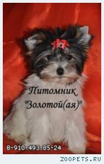 Бивер Йорк, Бивер, Биверы  щенки купить