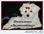 Купить щенка мальтезе, мальтийской болонки мини и стандарт