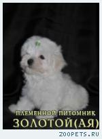 Купить щенка мальтезе, мальтийской болонки мини и стандарт