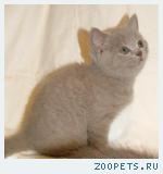 Британский КОТИК лилового окраса