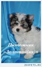 Бивер Йорк, Бивер, Биверы  щенки купить
