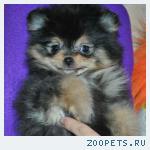 Шпиц померанская девочка