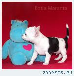                      Чихуахуа расписной крепкий мальчик!