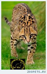 Продаю котят Оцелота (Felis pardalis) www.animalsimport.ru