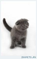 Шотландский вислоухий коотенок