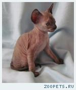 Корниш-рекс кудрявые котята