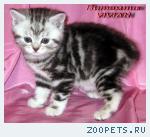 Британские котята мраморного окраса из питомника VIVIAN.