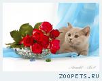 Британский котёнок - чудесный подарок для Ваших любимых!