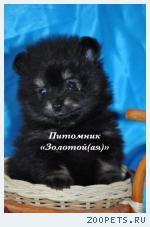 Шпиц миниатюрный немецкий (померанский)  щенки