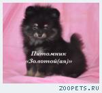 Шпиц миниатюрный немецкий (померанский)  щенки купить