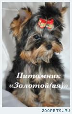 Йоркширский терьер кукольные щенки мини и стандарт беби фейс 