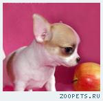 Чихуахуа  яркие щенки, большой выбор!  