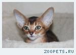 Абиссинский котёнок окраса ФАВН